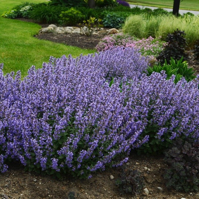 Buy Nepeta × faassenii 'Purrsian Blue' online UK