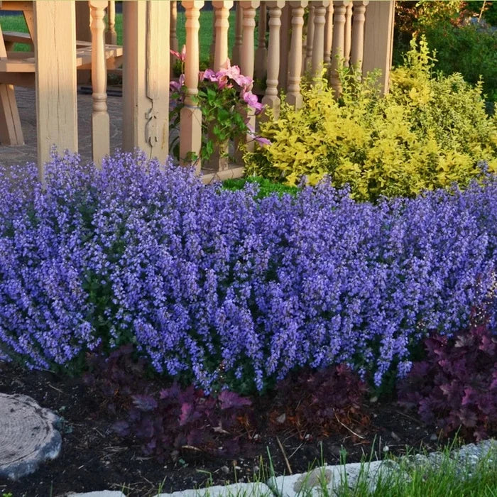 Buy Nepeta × faassenii 'Purrsian Blue' online UK
