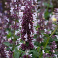 Buy Nepeta 'Whispurr Pink' online UK