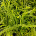 Buy Nephrolepis cordifolia (Sword Fern) online UK