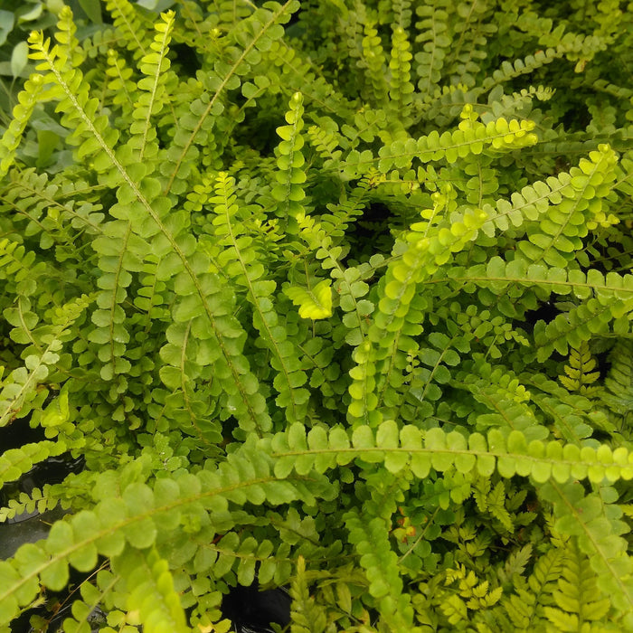 Buy Nephrolepis cordifolia (Sword Fern) online UK