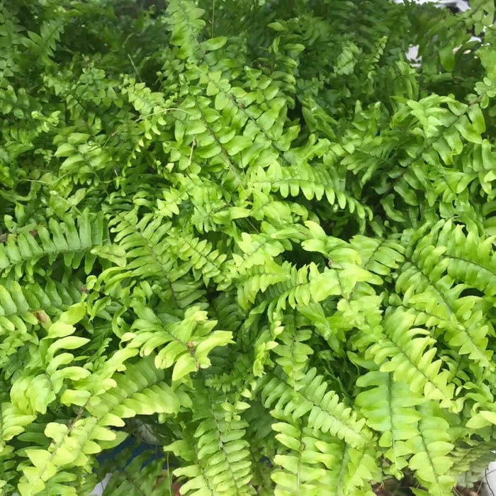 Buy Nephrolepis exaltata (Boston Fern) online UK