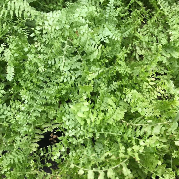 Buy Nephrolepis exaltata (Boston Fern) online UK