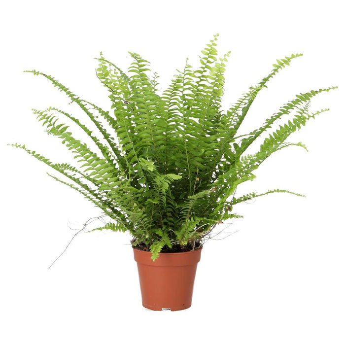 Buy Nephrolepis exaltata (Boston Fern) online UK