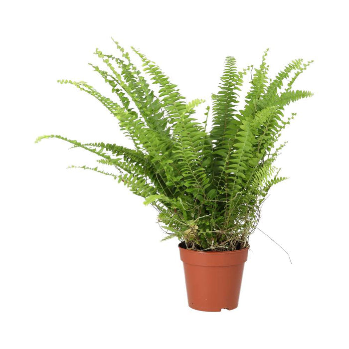 Buy Nephrolepis exaltata (Boston Fern) online UK