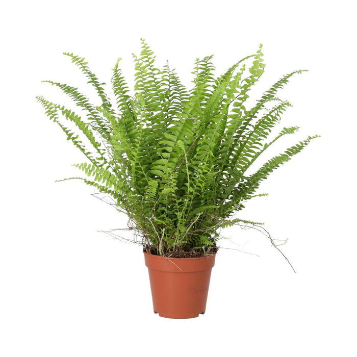 Buy Nephrolepis exaltata (Boston Fern) online UK