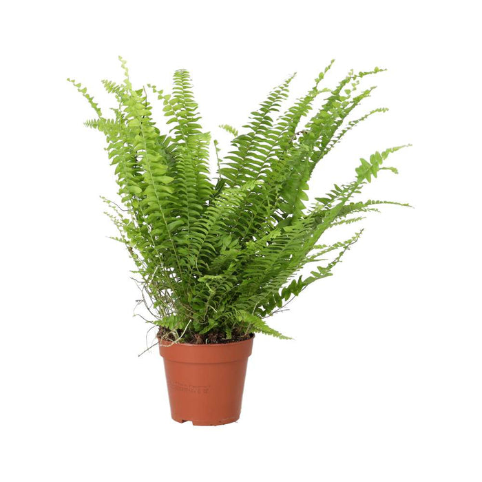Buy Nephrolepis exaltata (Boston Fern) online UK