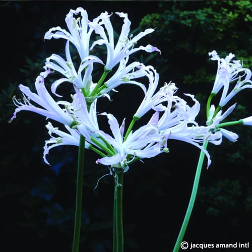 Buy Nerine bowdenii 'Alba' (White Bowden Lily) Bulbs online UK