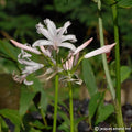 Buy Nerine bowdenii 'Albivetta' Bulbs online UK