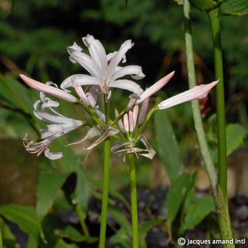 Buy Nerine bowdenii 'Albivetta' Bulbs online UK