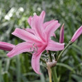 Buy Nerine bowdenii 'Amandi' Bulbs online UK