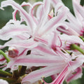 Buy Nerine bowdenii 'Berenice' Bulbs online UK
