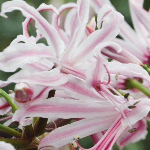 Buy Nerine bowdenii 'Berenice' Bulbs online UK