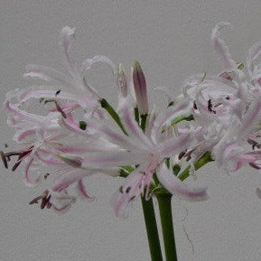 Buy Nerine bowdenii 'Bionce' Bulbs online UK