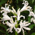 Buy Nerine bowdenii 'Blanca Perla' Bulbs online UK