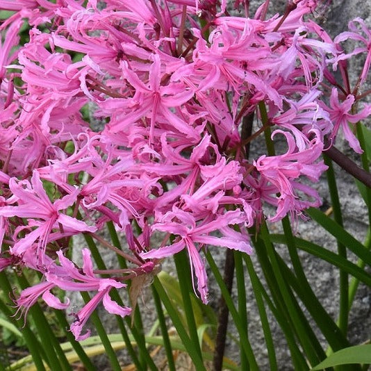 Buy Nerine bowdenii (Bowden Lily) Bulbs online UK