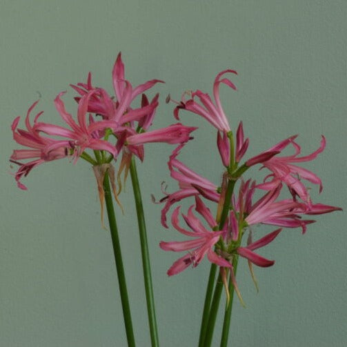 Buy Nerine bowdenii 'Favourite' Bulbs online UK
