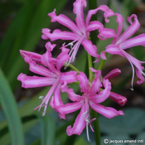 Buy Nerine bowdenii 'Isabel' Bulbs online UK