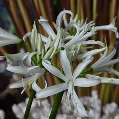 Buy Nerine bowdenii 'Like a Virgin' Bulbs online UK