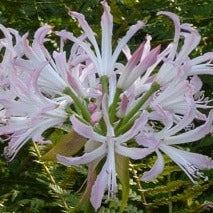 Buy Nerine bowdenii 'Lipstick' Bulbs online UK