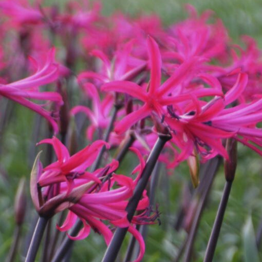 Buy Nerine bowdenii 'Mr. Nick' Bulbs online UK