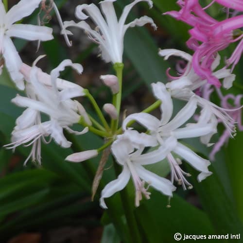 Buy Nerine bowdenii 'Ostara' Bulbs online UK