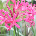 Buy Nerine bowdenii 'Pink Triumph' Bulbs online UK