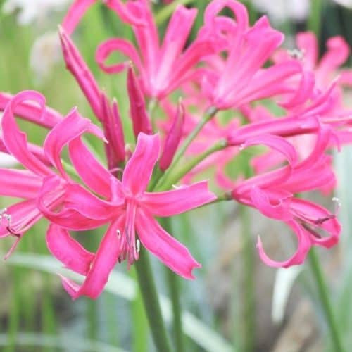 Buy Nerine bowdenii 'Pink Triumph' Bulbs online UK