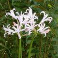 Buy Nerine bowdenii 'Vesta K' Bulbs online UK