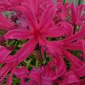 Buy Nerine bowdenii 'Zeal Giant' Bulbs online UK