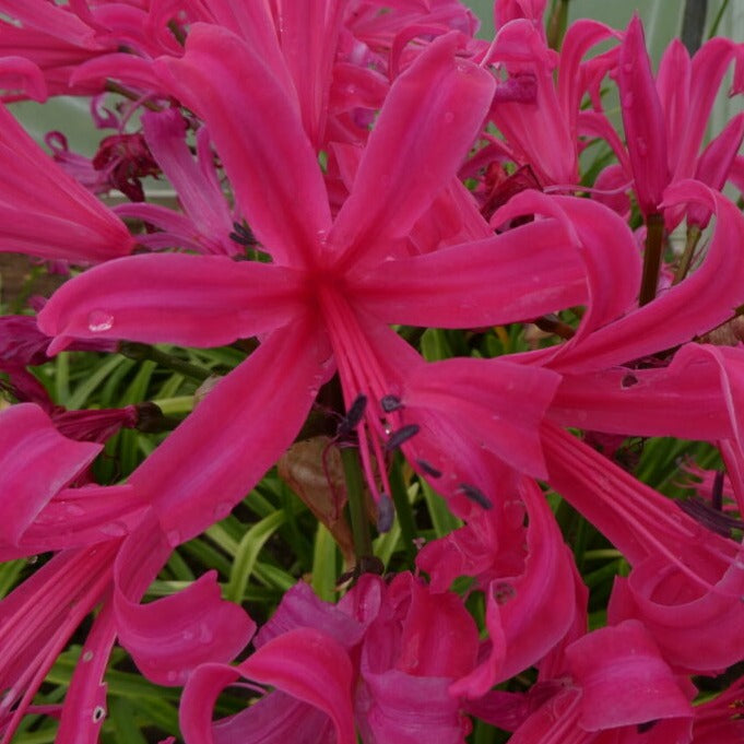 Buy Nerine bowdenii 'Zeal Giant' Bulbs online UK