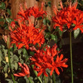 Buy Nerine 'Red Pimpernel' Bulbs online UK