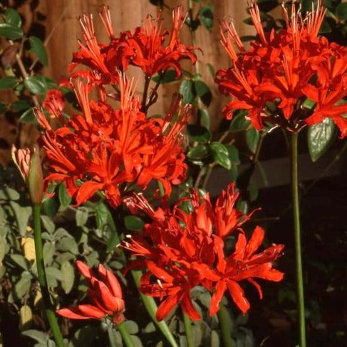 Buy Nerine 'Red Pimpernel' Bulbs online UK