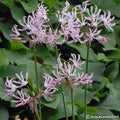 Buy Nerine undulata (Wavy Nerine - Crispa Group) Bulbs online UK