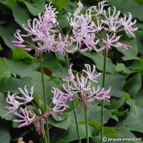 Buy Nerine undulata (Wavy Nerine - Crispa Group) Bulbs online UK