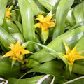 Buy Nidularium billbergioides 'Citrinum' online UK