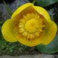 Buy Nuphar lutea (Brandy Bottle) online UK
