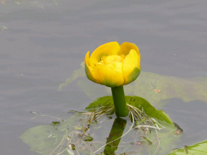 Buy Nuphar lutea (Brandy Bottle) online UK
