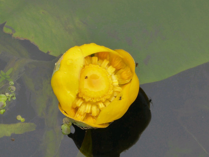 Buy Nuphar lutea (Brandy Bottle) online UK