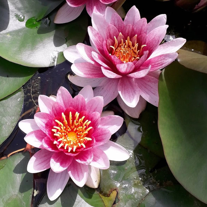 Buy Nymphaea alba var. rubra (Red Water Lily) online UK