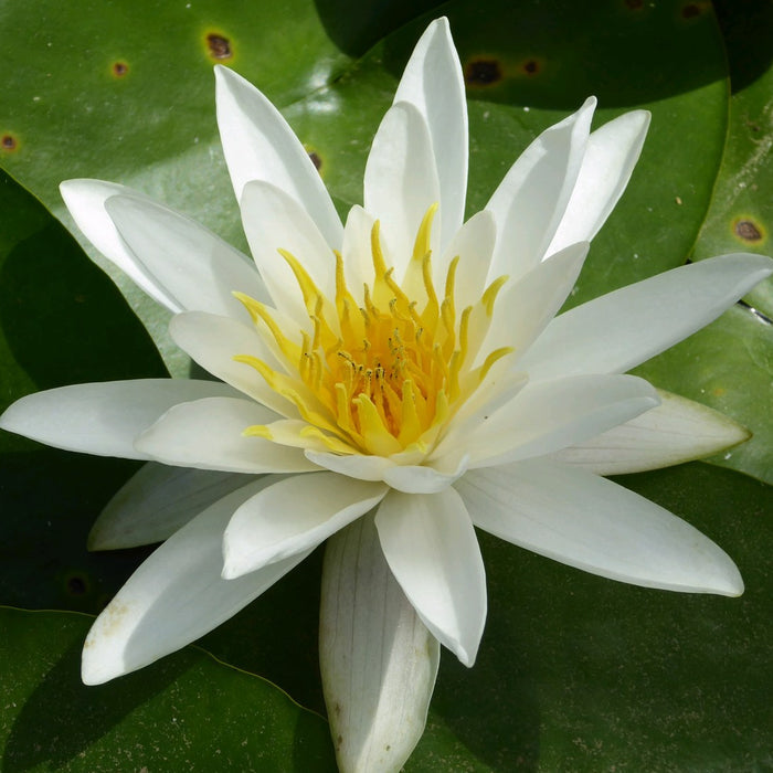 Buy Nymphaea alba (White Water Lily) online UK