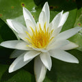 Buy Nymphaea alba (White Water Lily) online UK