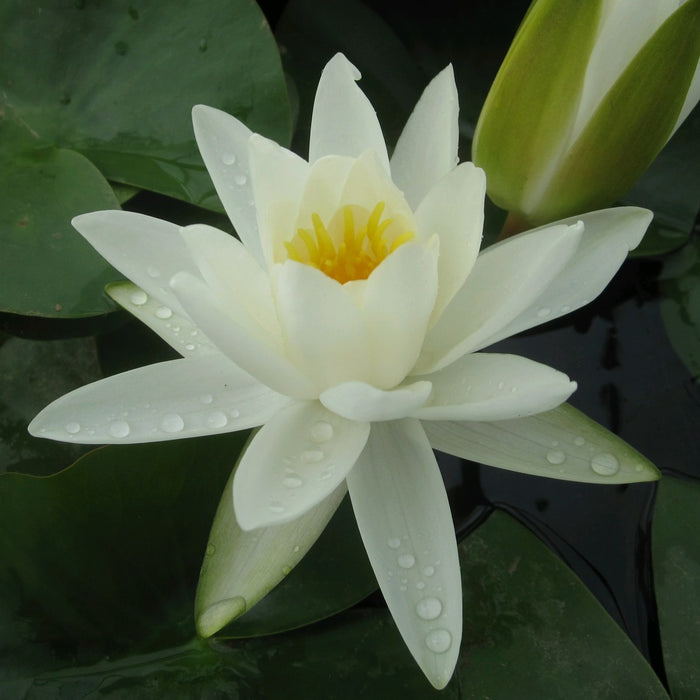 Buy Nymphaea alba (White Water Lily) online UK
