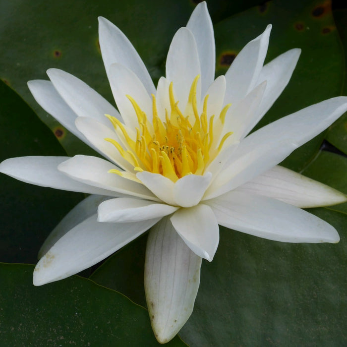 Buy Nymphaea alba (White Water Lily) online UK