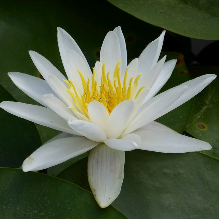 Buy Nymphaea alba (White Water Lily) online UK
