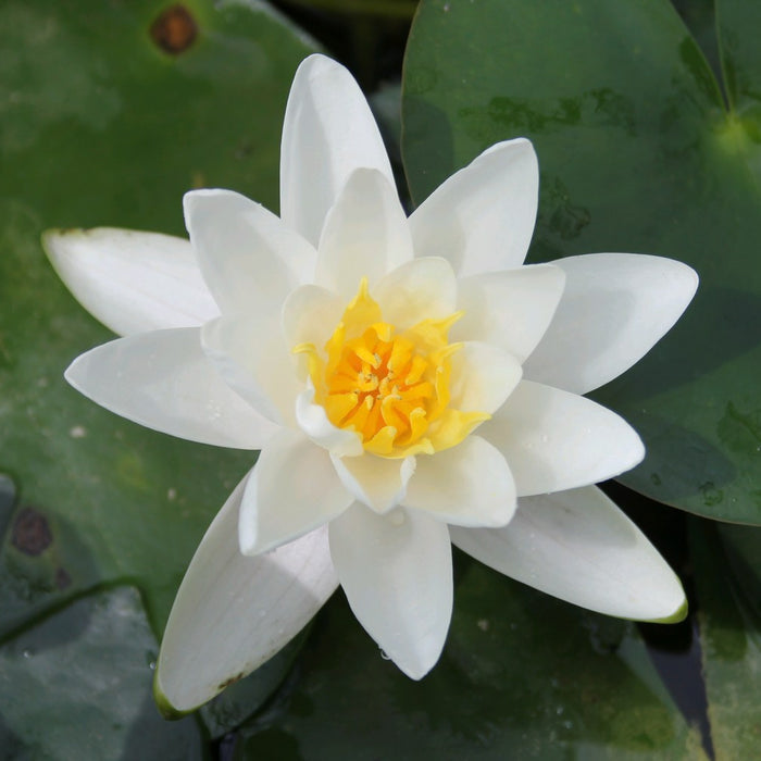 Buy Nymphaea 'Albatross' Water Lily online UK