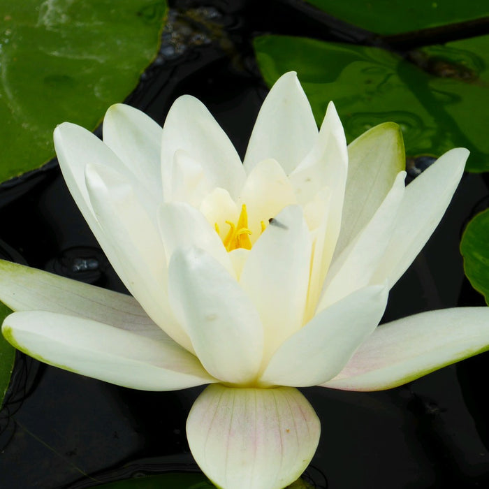 Buy Nymphaea 'Albatross' Water Lily online UK