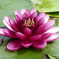 Buy Nymphaea 'Almost Black' Water Lily online UK