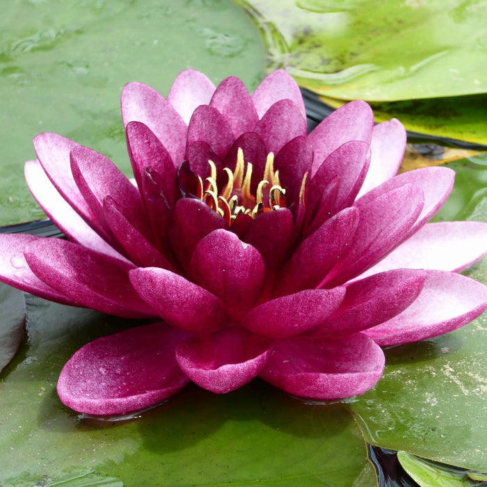 Buy Nymphaea 'Almost Black' Water Lily online UK