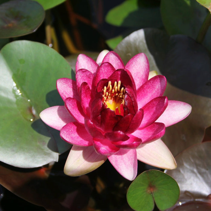Buy Nymphaea 'Almost Black' Water Lily online UK
